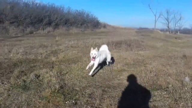 Западно Сибирская лайка обзор породы.