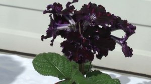 Стрептокарпус DS-Кот Бегемот