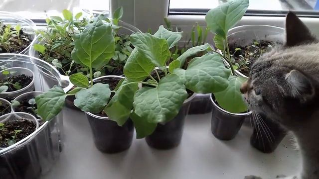 Баклажаны. Не совершайте 8 ошибок , при выращивании баклажан. смотреть онлайн