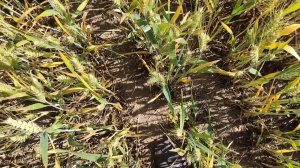 Пшеницы по гороху. Надор, безостая, лебедь, стан...