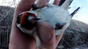 Ловля птиц морозным утром! Щегол, реполов.