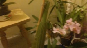 Янтарная кислота для орхидей!Как заставить орхидею цвести!