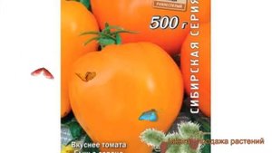 Томат обыкновенный Алтайский мед (altayskiy-med) ? обзор: как сажать, семена томата Алтайский мед