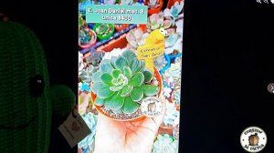 Preparando un álbum: plantas y macetas. Parte 2| Corazón de Cactus