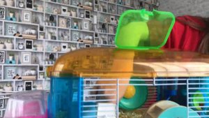 КАК УХАЖИВАТЬ ЗА ДЖУНГАРСКИМ ХОМЯКОМ #2 - мой джунгарик, клетка хомяка