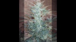 Autoflower Lowryder 2 Indoor Grow Legal Medical Adults 18+