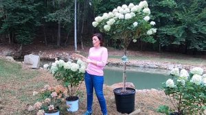 My Favorite Hydrangea // Gardening With Creekside