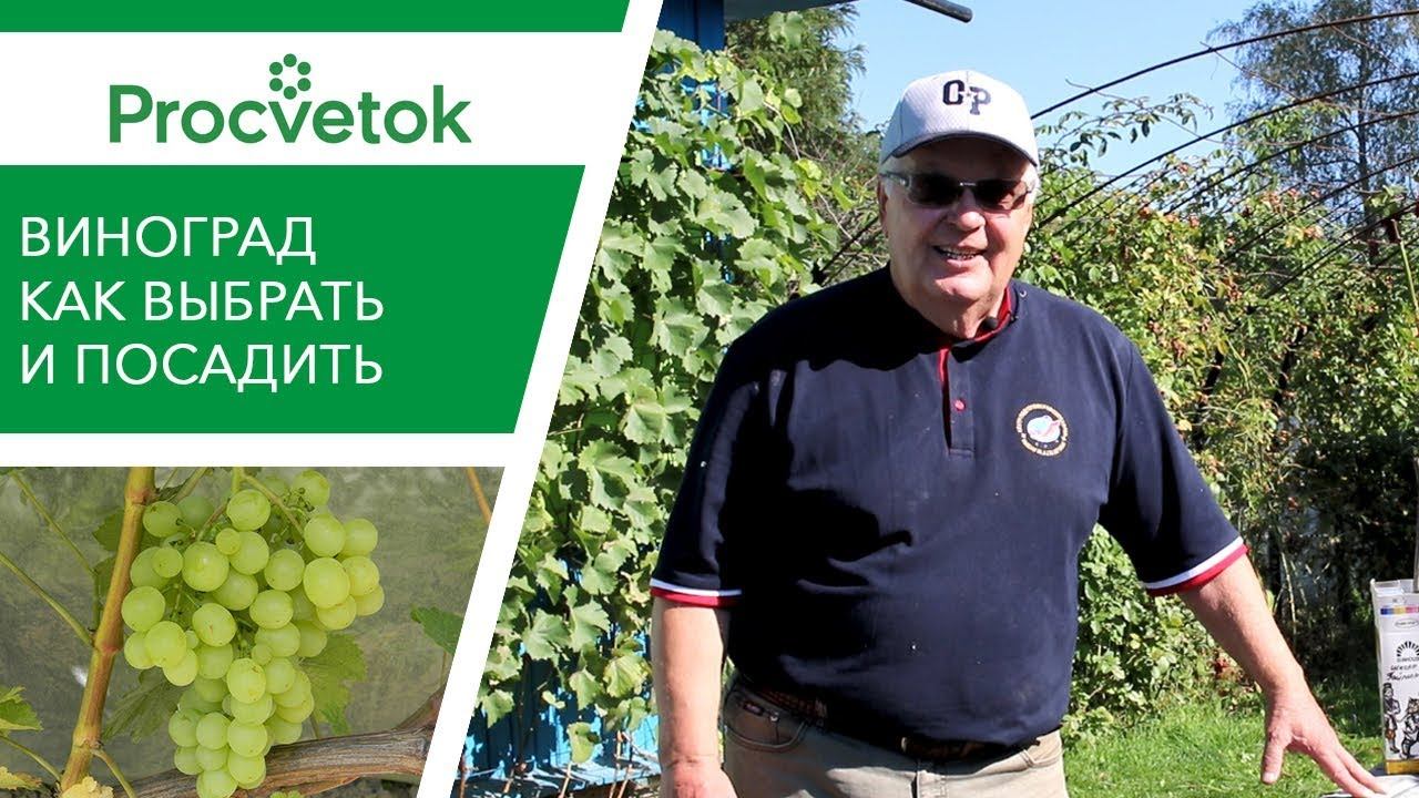 ВИНОГРАД: как выбрать и посадить саженцы винограда осенью