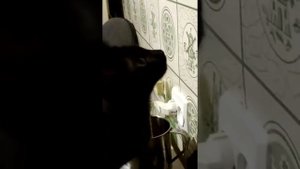 Кот издаёт странные звуки