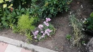 Годеция цветение. Июль 2022