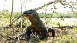 Гигантский варан и обезьян