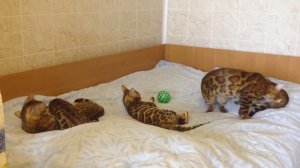 Bengal cats/Бенгальские котята