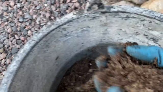 Заполняю сад новыми растениями/ мои новиночки/Ленинградская область/ #Цветочныемечты#Цветущийсад