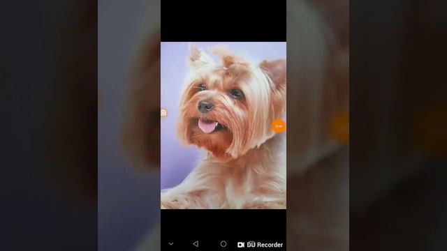 Факты о Йоркширском терьере смотреть онлайн