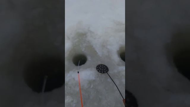 Корюх долбит прямо из под льда !!!Яндова губа. смотреть онлайн