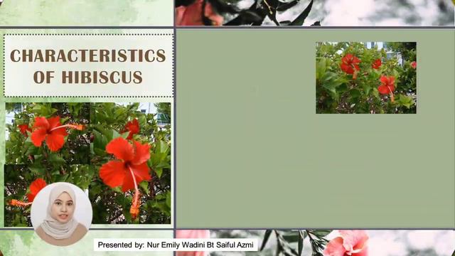 ANGIOSPERMS : HIBISCUS ROSA-SINENSIS смотреть онлайн