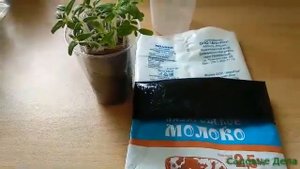 Выращиваем рассаду томатов в пакетах. Зачем?