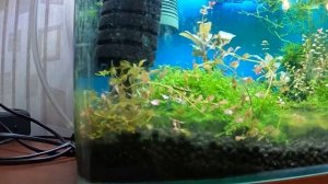 Людвигия Супер РЕД Ludwigia super red. Обзор