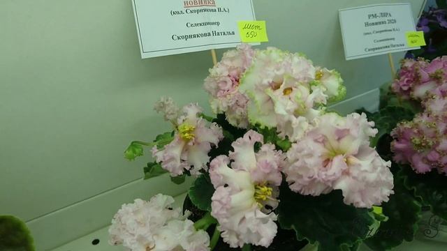 Выставка "Фиалки на Пятницкой". Новинки селекции 2020 Натальи Скорняковой и Татьяны Пугачевой. смотреть онлайн