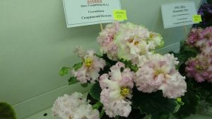 Выставка "Фиалки на Пятницкой". Новинки селекции 2020 Натальи Скорняковой и Татьяны Пугачевой.