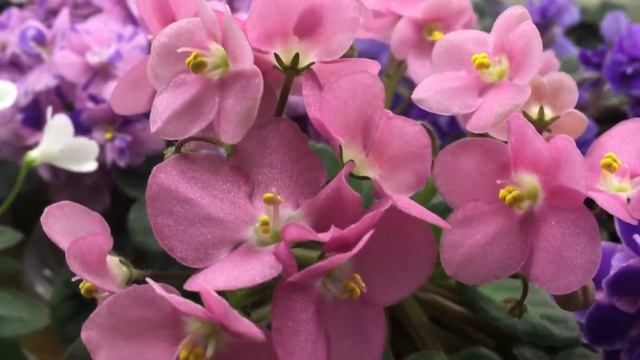 Химеры в мире фиалок смотреть онлайн