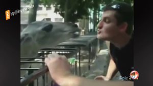 Поцелуй верблюда всем смотреть