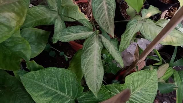 My SYNGONIUM Collection