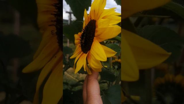 Ring of fire Sunflower