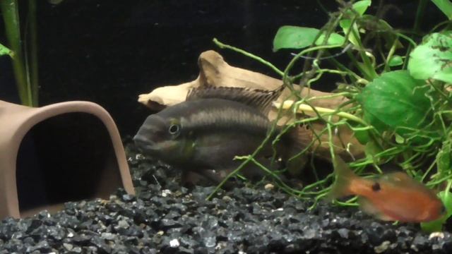 Аквариумный попугайчик - Pelvicachromis pulcher смотреть онлайн