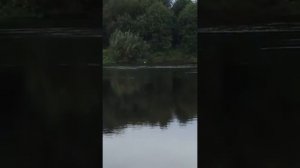 Медведь переплыл большую реку