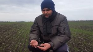 Озимая пшеница, на какую глубину сеять? Выбор остается за Вами.