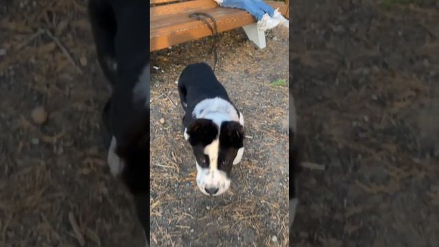 My Alabai 3 month 🐼👑 #Алабай Цезарь #месяца 16 кг и 47 см в холке #сентябрь #2022 #Сао смотреть онлайн