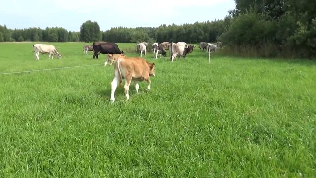 Три беглянки и новый способ удаления стрелок и сорняков в чесноке