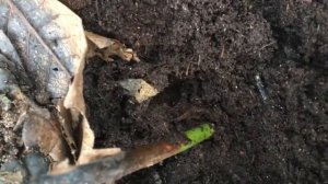 Состояние роз в саду, 21 декабря 2019 г. У роз просыпаются почки!