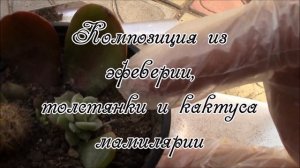 Каменная роза или эхеверия.  Результат укоренения в песке.