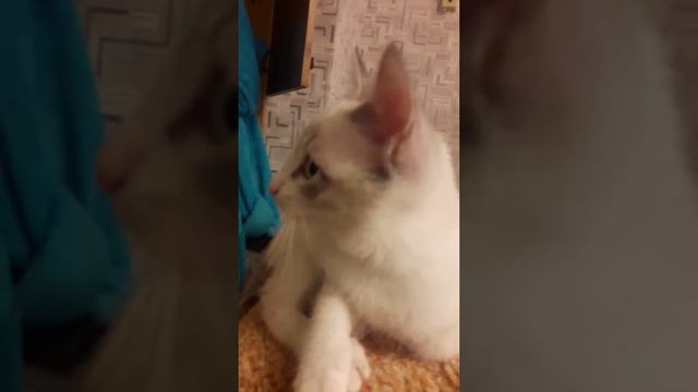 Описание ставьте лайки такая кошка варится чёрная и белая Буся зовут Алина смотреть онлайн