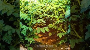 31 НЕВЕРОЯТНЫЙ ЛАЙФХАК С РАСТЕНИЯМИ