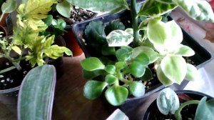 Мои цветочки как на канале Цветочки у Альбины