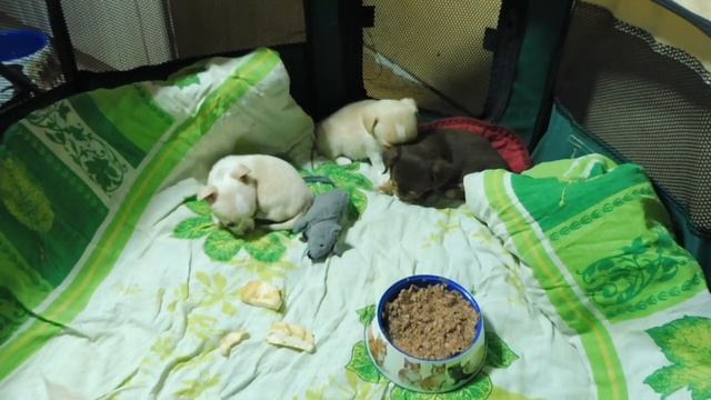 #ЧИХУА КАК ОСТАВИТЬ ЩЕНКА ОДНОГО ДОМА ? #КУПЛЮЧИХУАПРОДАЮЩЕНКА#МАРИМИСТИКПИТОМНИКРКФ смотреть онлайн