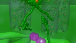 Основы фотосинтеза