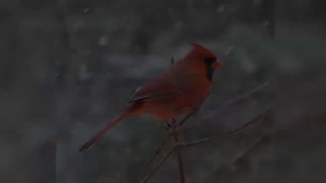 Вьюга синяя. Слова и музыка Гавриш В. В.. Исполняет Гавриш В. В. смотреть онлайн