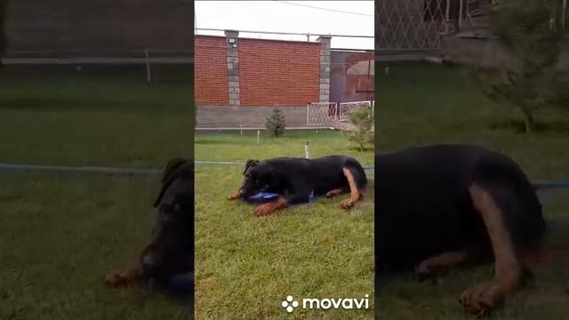 ??? нашим щенкам скоро пол года,Вот такой Арчи растёт Красавчик ???❤️❤️❤️ смотреть онлайн