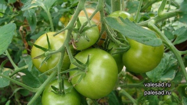 ТОМАТЫ ПОКРАСНЕЮТ БЫСТРО! Как ускорить созревание томатов на кустах смотреть онлайн