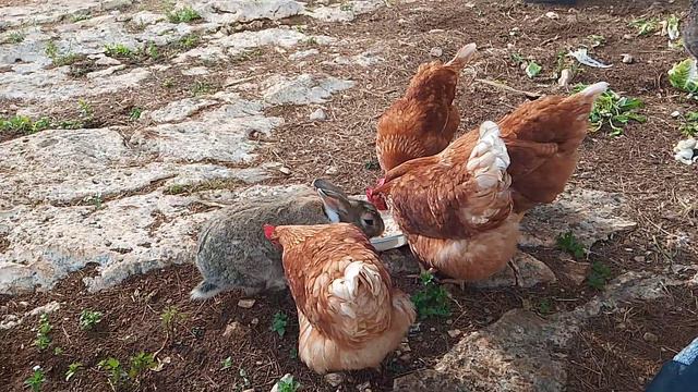 VID_20240517_093226