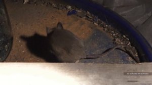 Хозяйство Воронова | Крыса попала в бочку с зерном и не может вылезти
