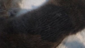 Делюсь секретом. Как вычесать пакет шерсти с кота за 5 минут. Неожиданный лайфхак. Канал Тутси