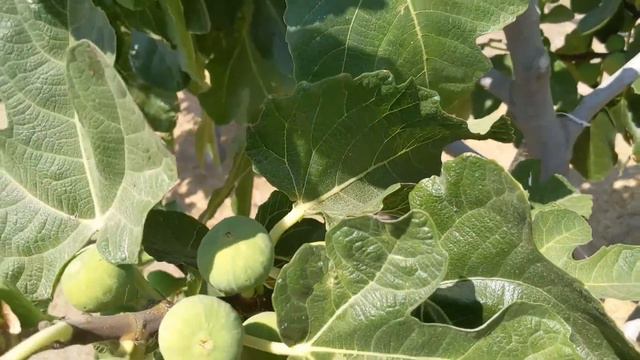 #figs #инжир Инжир сорта Bourjassotte Grise смотреть онлайн