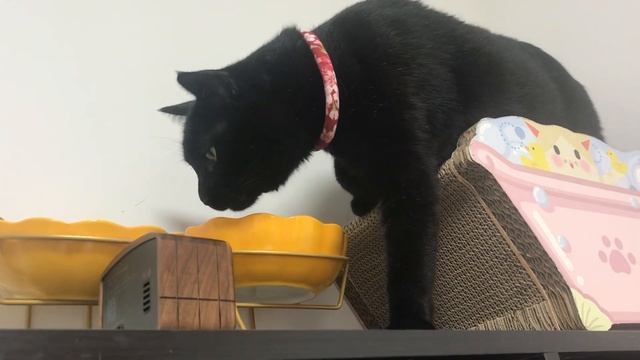 【黑猫裤头】用音响播放奶猫叫声，把大猫骗来了