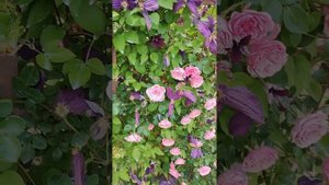 Клематисы Распутин, Тучка, Стасик, Андромеда и др