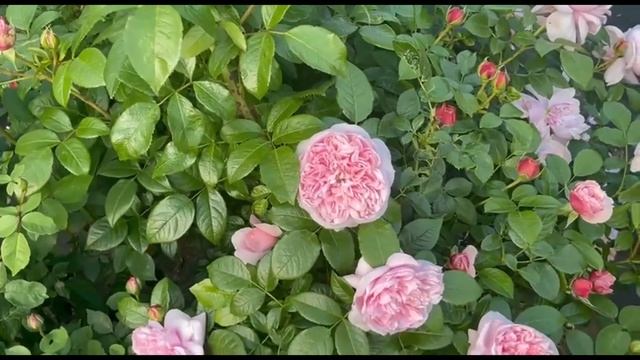 Роза Шоне Мейд - лучшая среди самых ароматных роз. Питомник растений Е. Иващенко смотреть онлайн